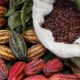 Största produktionsunderskottet på kakao på 50 år