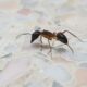 Nackdelar med ANTS