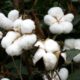 Bomulls ETF stiger när Indien förbjuder export