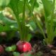 Rize lanserar fond med fokus på hållbar mat