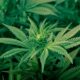 En ny infallsvinkel på Marijuana ETF