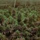 Det amerikanska valet optimistiskt för cannabisindustrin