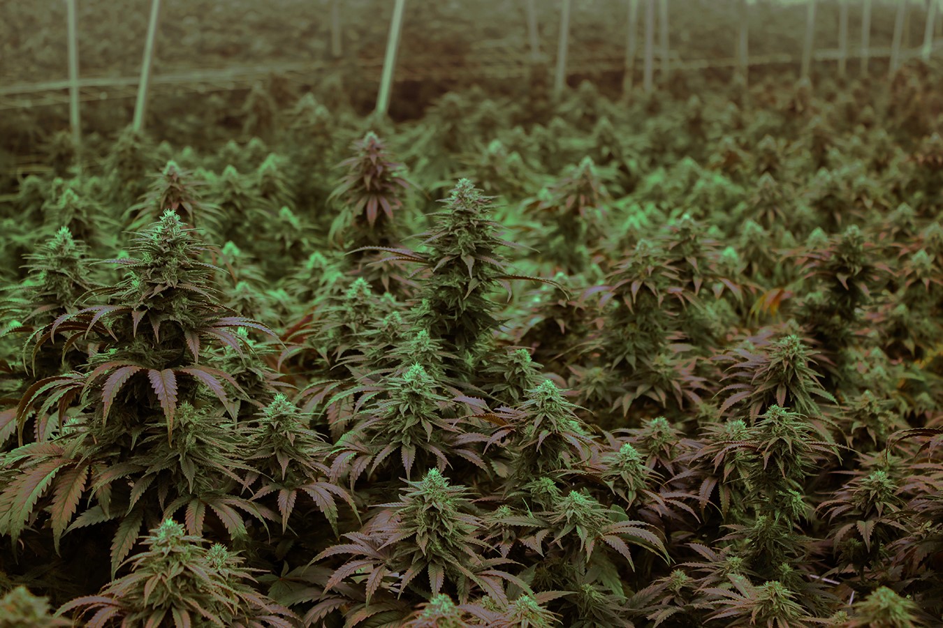 Det amerikanska valet optimistiskt för cannabisindustrin