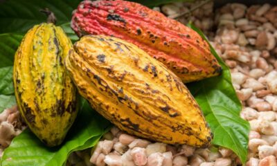 En sur utveckling för kakaopriset