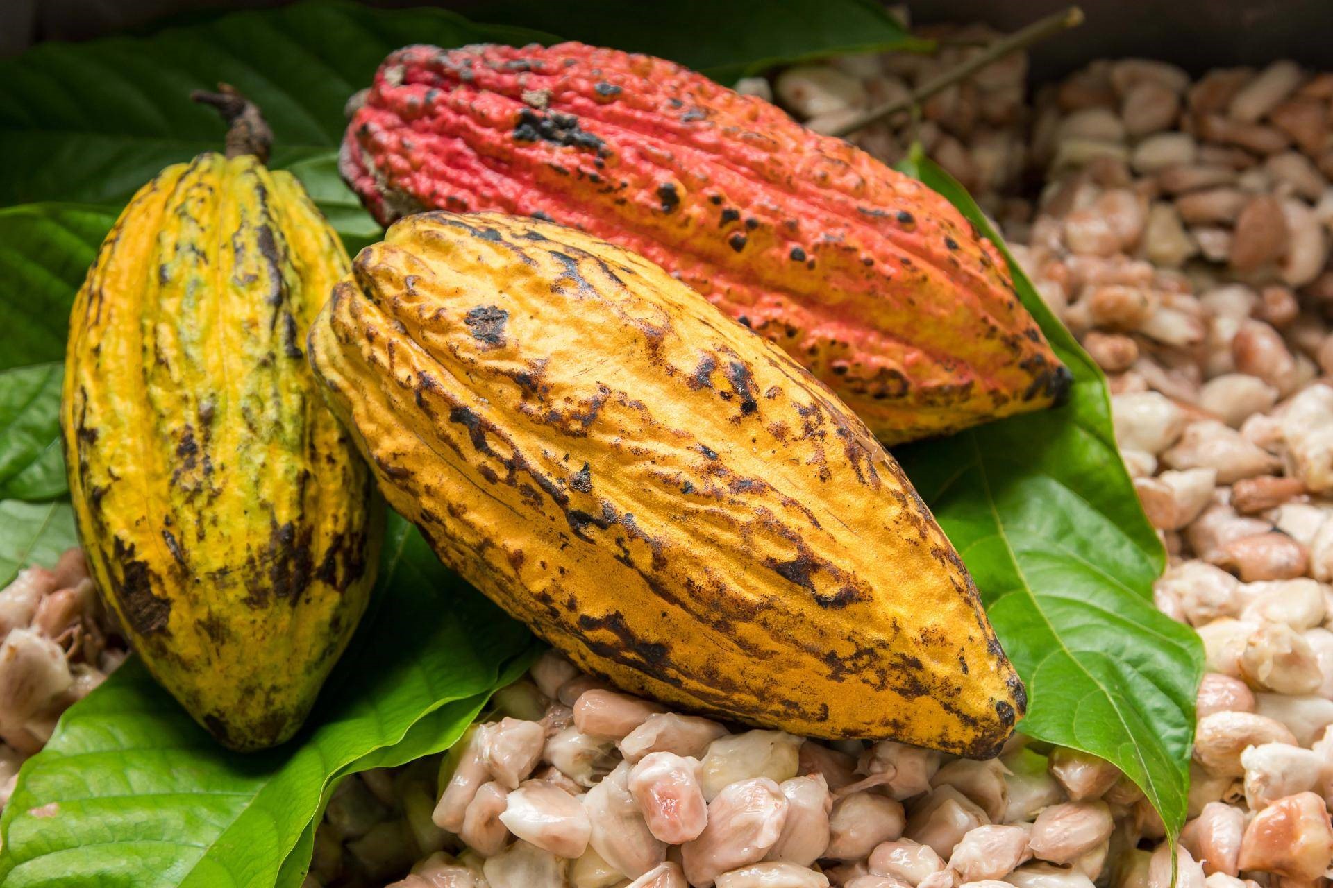 En sur utveckling för kakaopriset