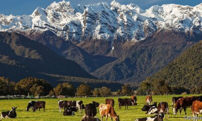 Nya Zeeland, en av de bättre utvecklade marknaderna
