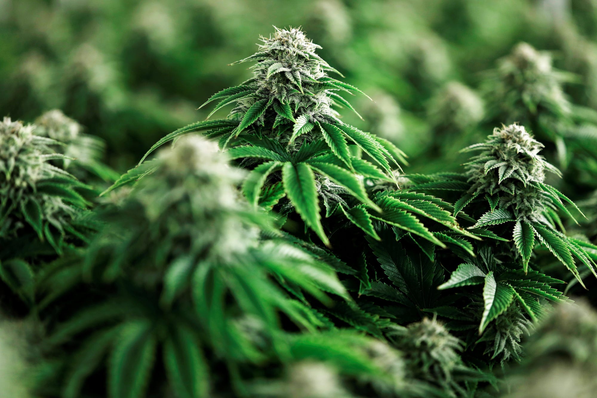 Den lagliga cannabisförsäljningen skjuter i höjden