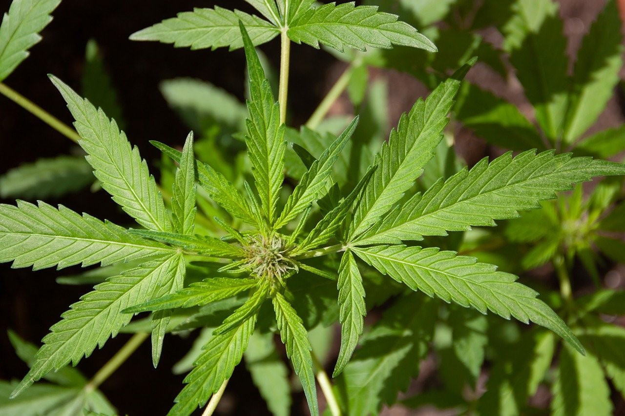 Cannabisaktier kan stiga med 40 procent