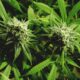 Cannabisindustrin kan rida högt 2021