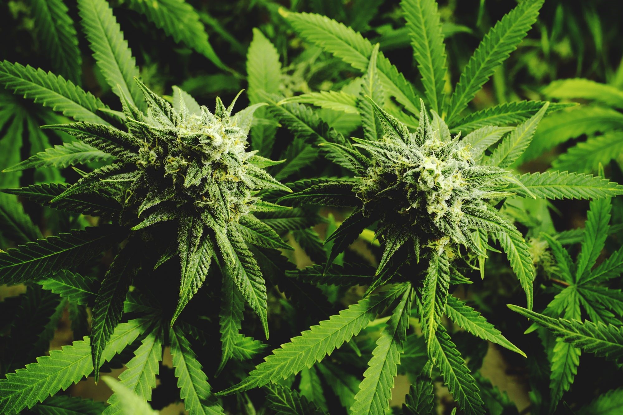 Cannabisindustrin kan rida högt 2021