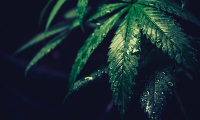 Stark tillväxt för Europas första medicinska Cannabis ETF