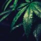 Stark tillväxt för Europas första medicinska Cannabis ETF