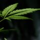Legalisering i New York ger stöd till cannabisfonderna