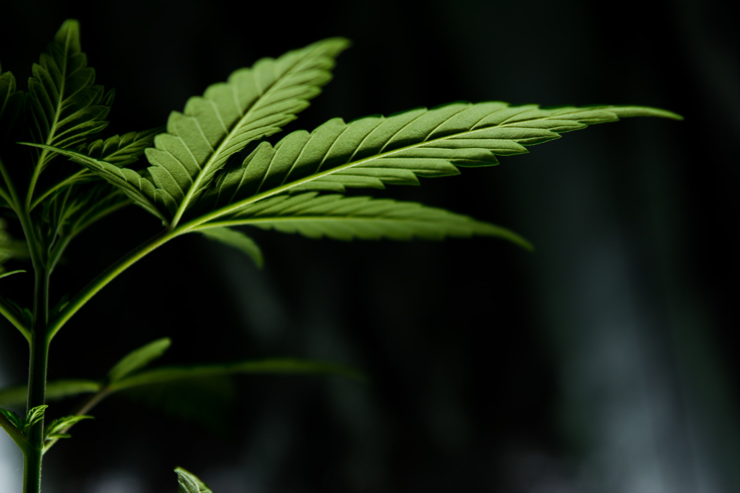 Legalisering i New York ger stöd till cannabisfonderna