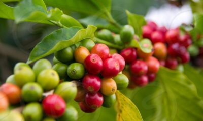 Den indiska kaffeskörden hotas av brist på arbetskraft