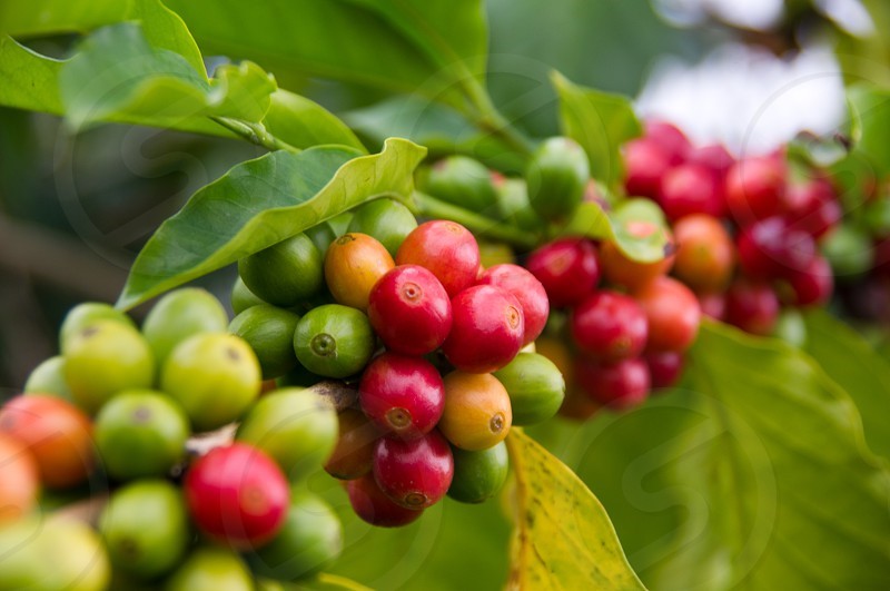 Den indiska kaffeskörden hotas av brist på arbetskraft