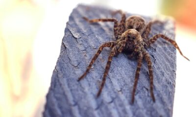 Vad är spiders för börshandlad fond?