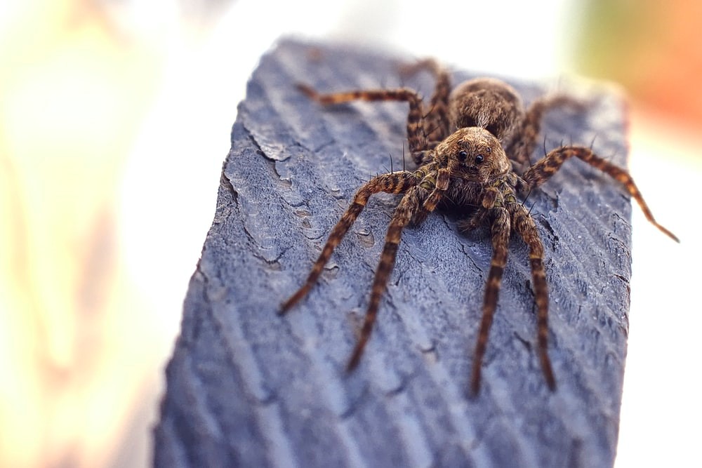 Vad är spiders för börshandlad fond?