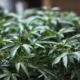 Växande cannabisutsikter
