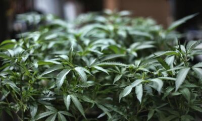 Cannabisfond når över 50 MUSD i förvaltad volym