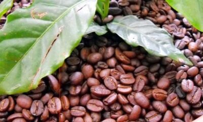 Rekordnoteringar för kaffebönor i Nicaragua