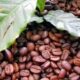 Rekordnoteringar för kaffebönor i Nicaragua