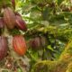 Elfenbenskusten höjer minimipriset på kakao med 21 procent