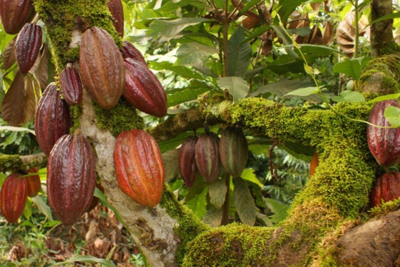 Elfenbenskusten höjer minimipriset på kakao med 21 procent