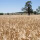 Kina höjer tullarna för australiensisk spannmål till 80 procent