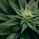 TOKE ETF satsar på cannabisföretag i USA, Kanada och Storbritannien