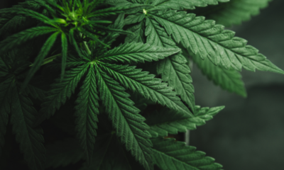 Reddit-handlare hjälper nu till att stärka marijuana-ETF:er