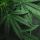 Reddit-handlare hjälper nu till att stärka marijuana-ETF:er