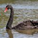Författaren till Black Swan utfärdar kraftig varning om global skuldkris