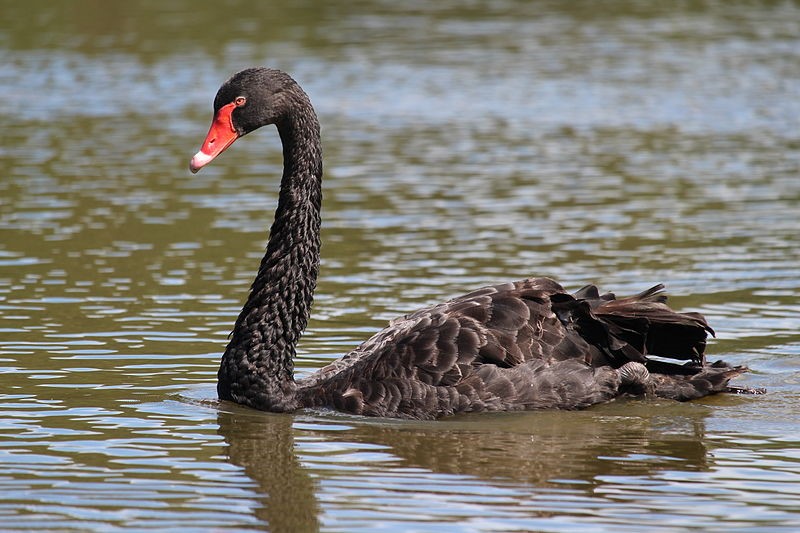 Författaren till Black Swan utfärdar kraftig varning om global skuldkris