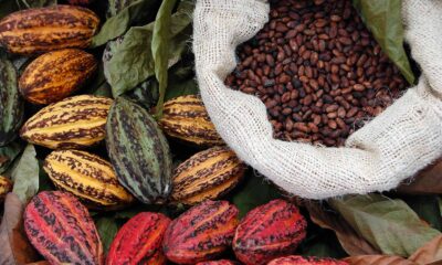 Börshandlade kakaoprodukter närmar sig treårshögsta