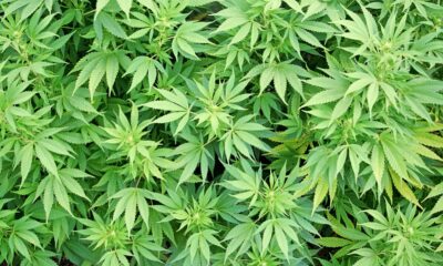 Tilrays nedgradering drar ned cannabissektorn
