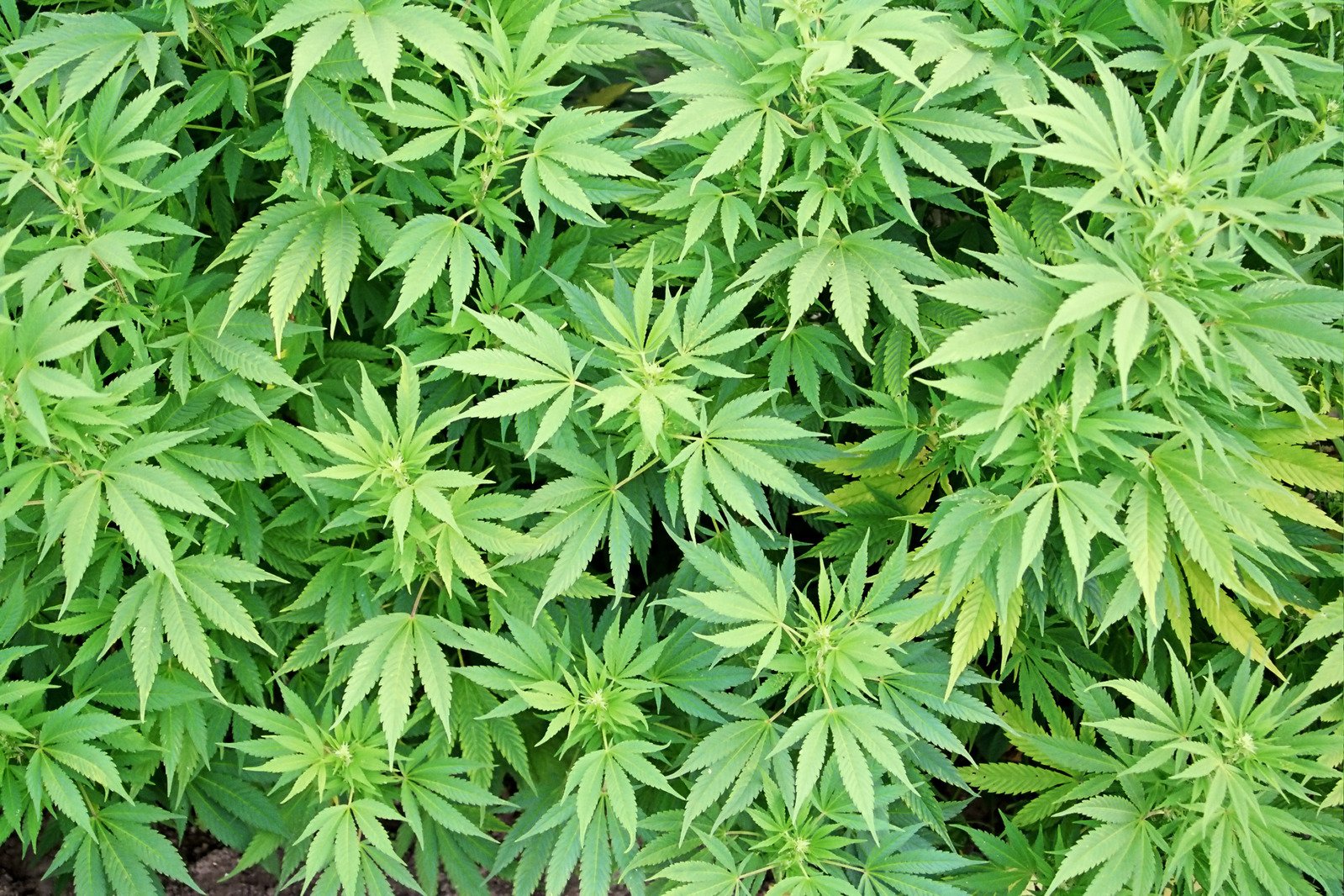 Storbank satsar hårt på Marijuana