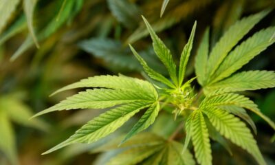 Fyra aktier med fokus på marijuana