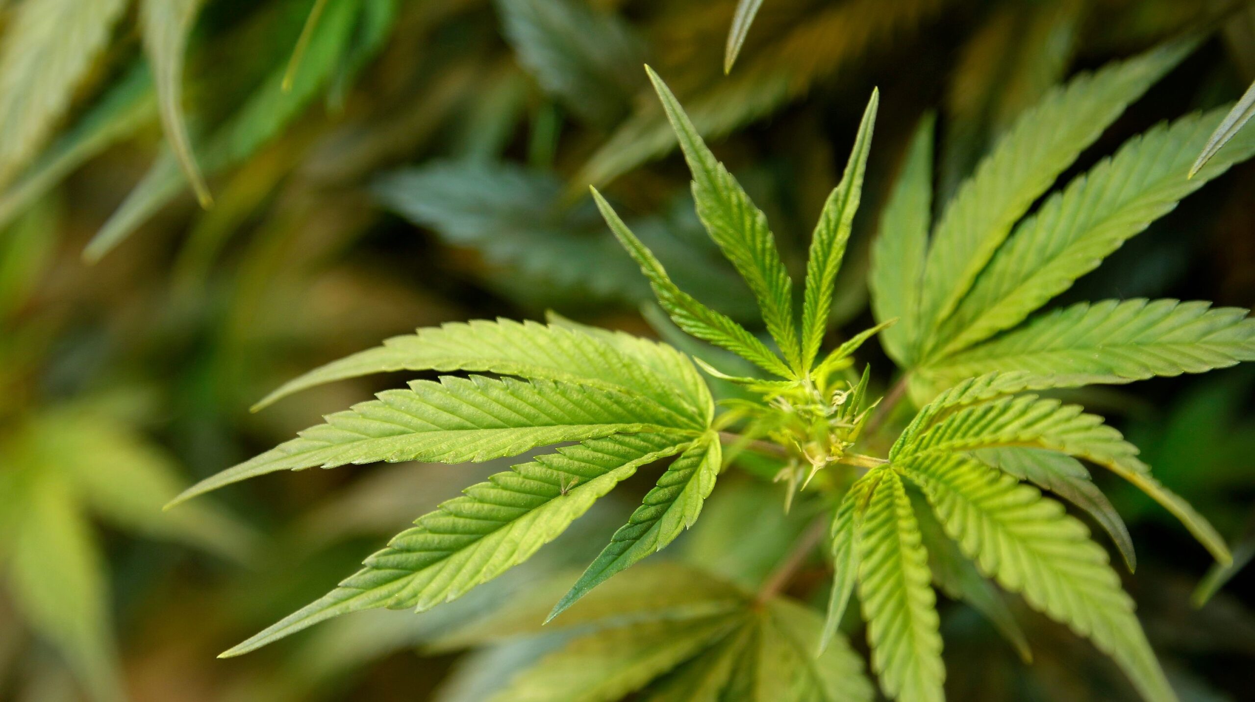 Fyra aktier med fokus på marijuana