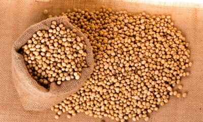 Den kinesiska importen av sojabönor föll kraftigt under januari och februari