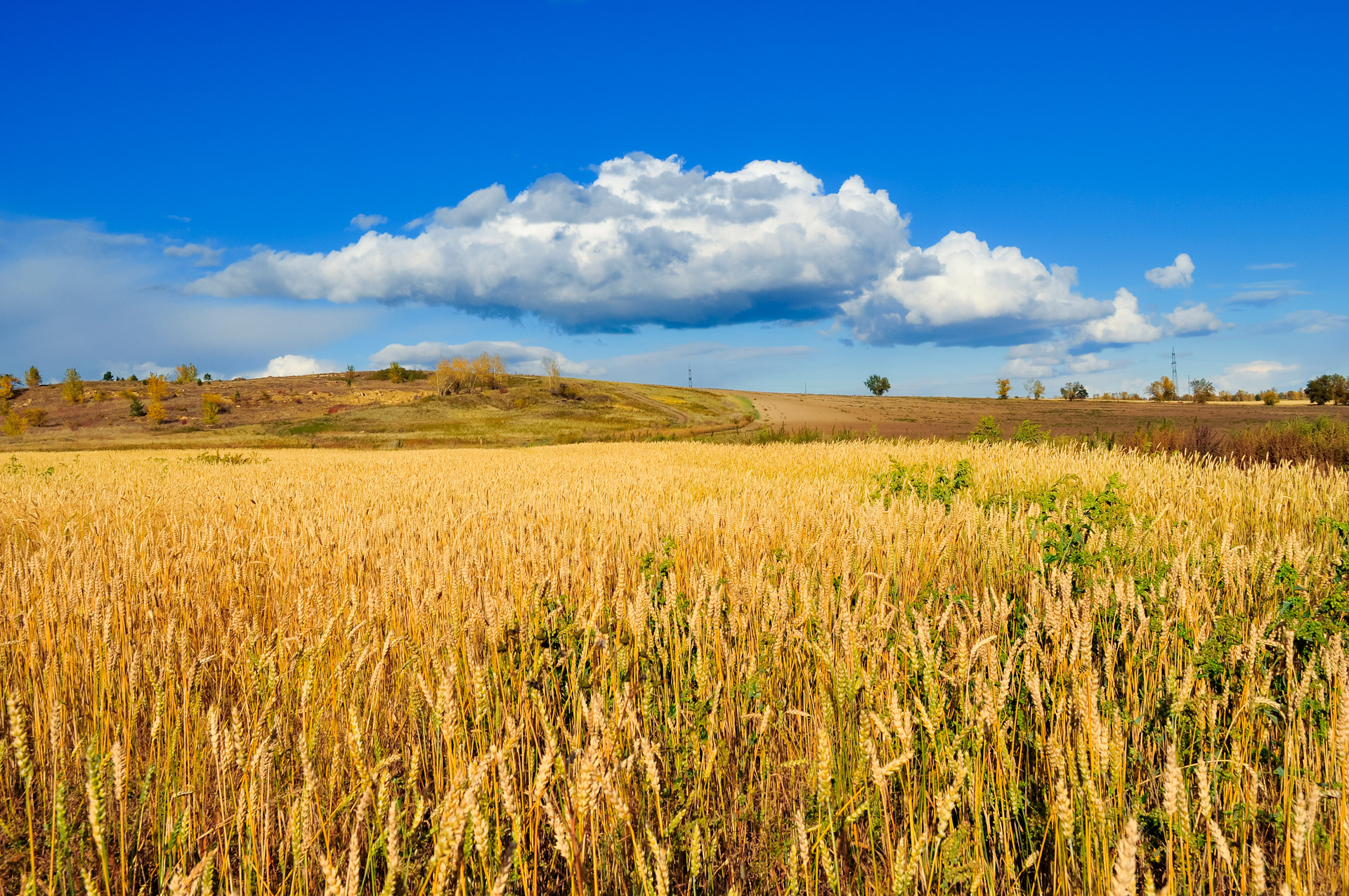 Jordbruksprodukterna rusar - så kan du investera i jordbruks-ETP:er