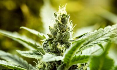 Marknaden för medicinsk cannabis växer kraftigt