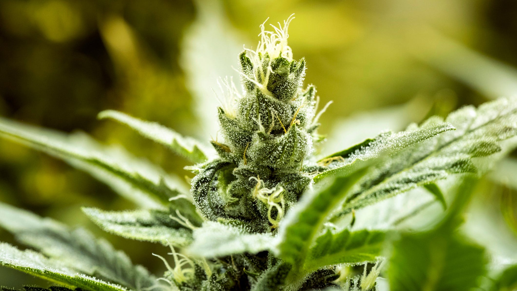 Marknaden för medicinsk cannabis växer kraftigt