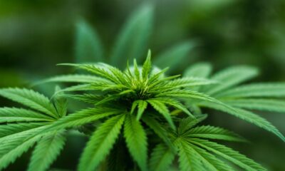 Marijuana ETF:er är upp 40% YTD vilket kommer i spåren av att det avslöjats att den amerikanska cannabisförsäljningen kan överstiga 20 miljarder dollar 2021.
