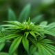 Marijuana ETF:er är upp 40% YTD vilket kommer i spåren av att det avslöjats att den amerikanska cannabisförsäljningen kan överstiga 20 miljarder dollar 2021.
