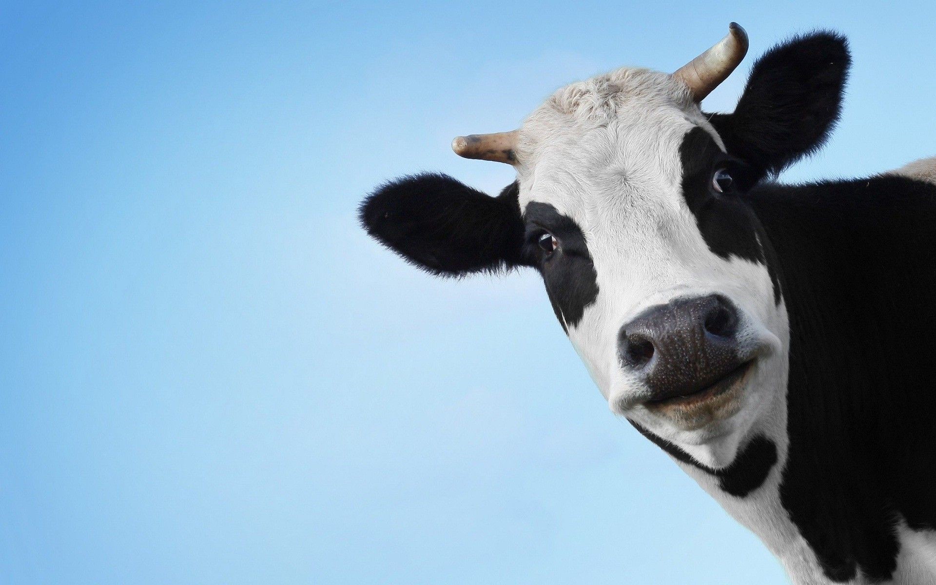 iPath Series B Bloomberg Livestock Subindex Total Return ETN (NYSEArca: COW ETN) är ett amerikanskt certifikat, en så kallad ETN som emellertid inte skall blandas samman med den ETF som handlas under samma kortnamn i Kanada.