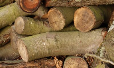 Invesco MSCI Global Timber ETF (NYSEArca: CUT) spårar ett marknadsviktat index över globala träföretag över hela marknadsspektrumet. Denna börshandlade fond