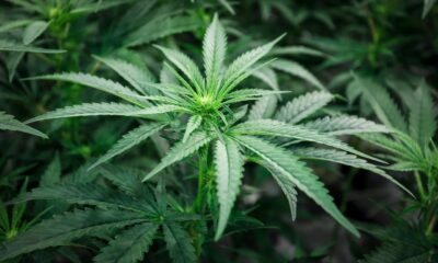 medicinsk cannabis mot ångestmedicin140 miljoner dollar i intäkter för legala cannabisprogram. Detta gör att den amerikanska cannabismarknaden spås dubblas till 2025.