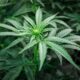 medicinsk cannabis mot ångestmedicin140 miljoner dollar i intäkter för legala cannabisprogram. Detta gör att den amerikanska cannabismarknaden spås dubblas till 2025.