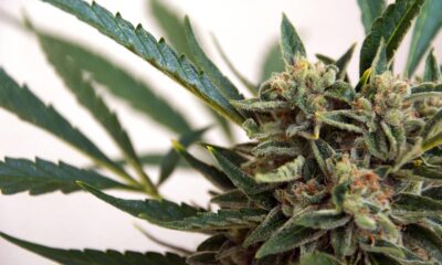 legaliseringsinsatser i olika länder och att fånga uppmärksamheten hos Reddit-användare på WallStreetBets-forumet. Hur investerar man då i cannabisaktier?